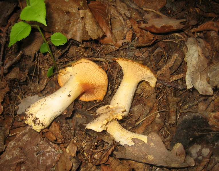 27/6,escursione a 1300/1800 metri